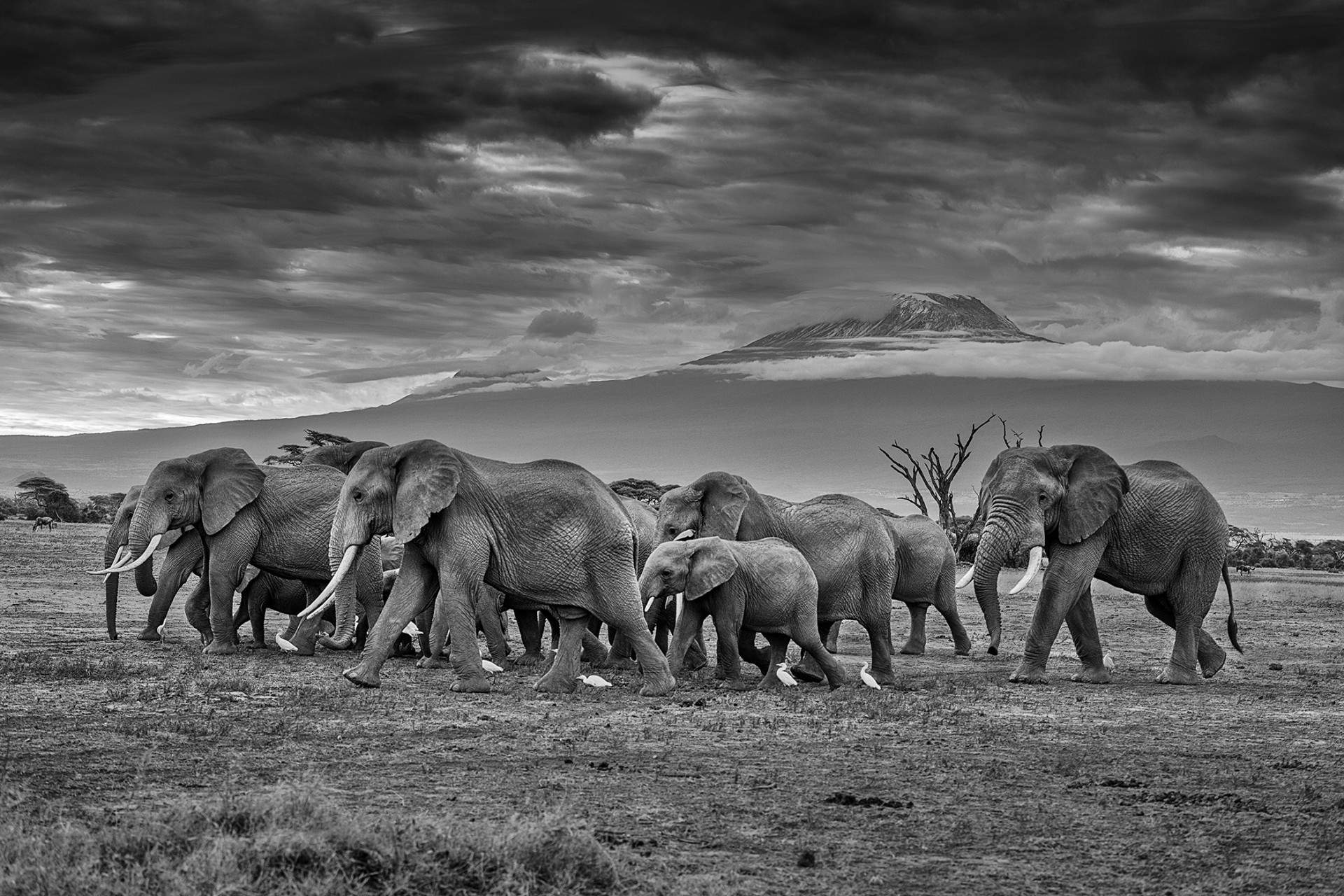 Elephant March