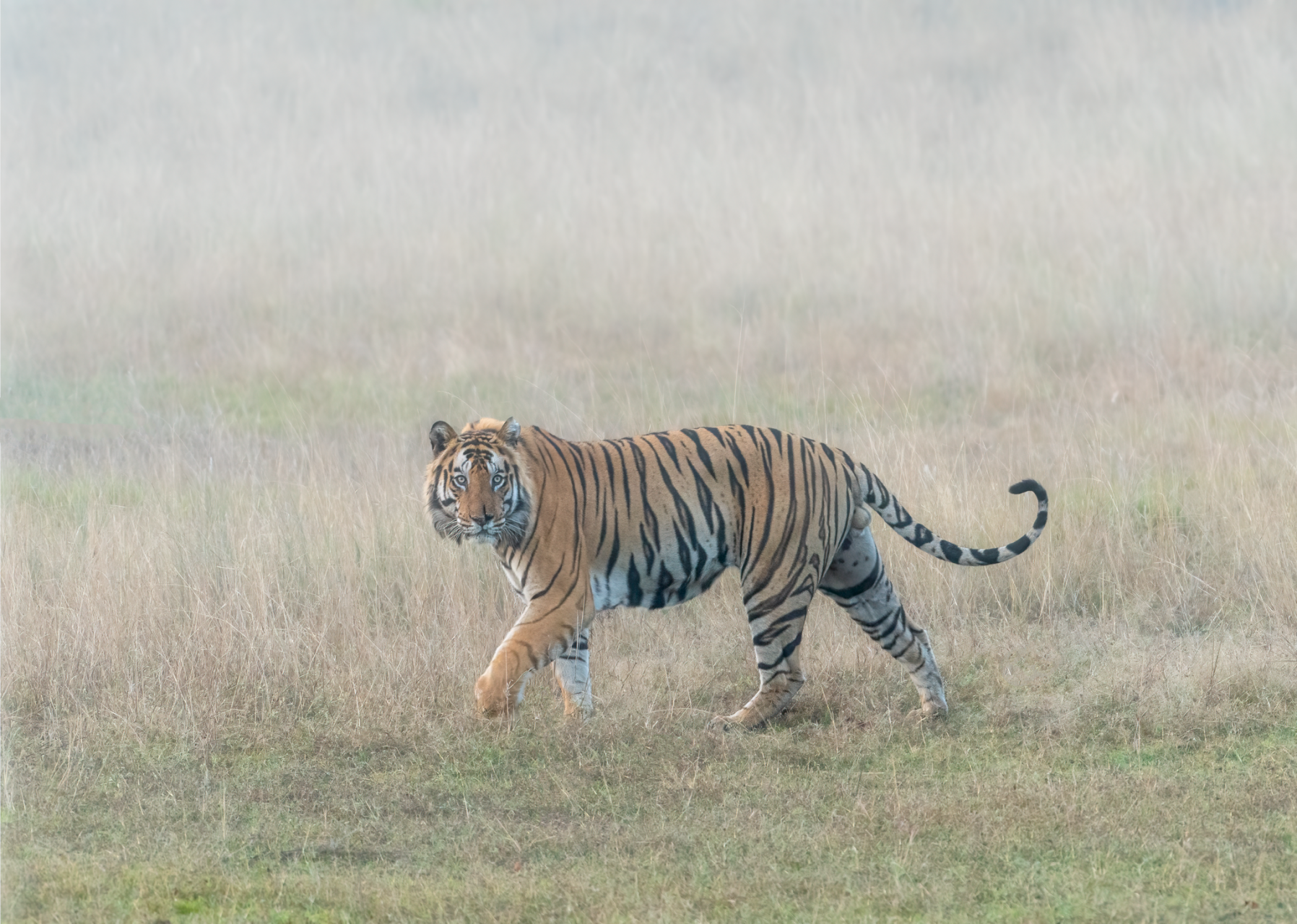 Tiger in Mist