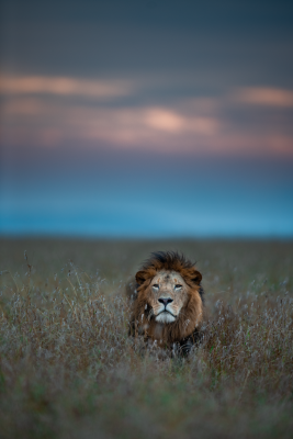 Male lion at Mara