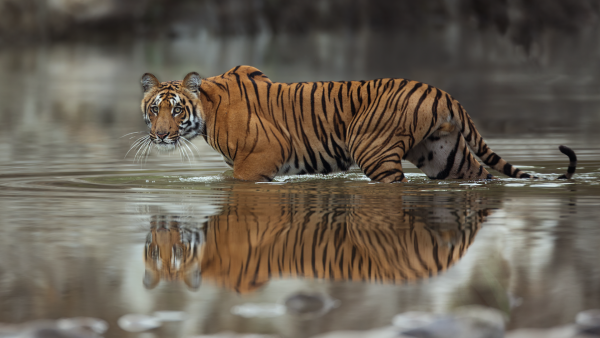 Tiger Reflection