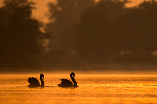 Black swan in golden light