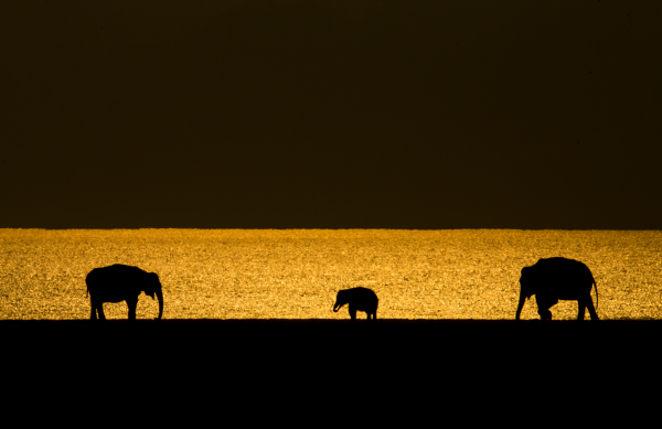 Elephant in golden light