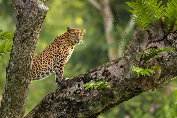 Leopard on Tree