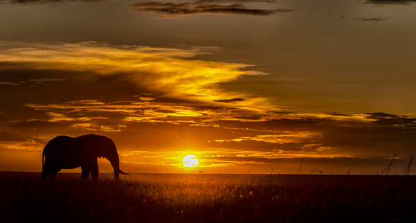 Tusker at sunset