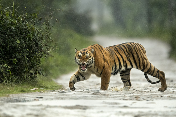 Tiger in Rain