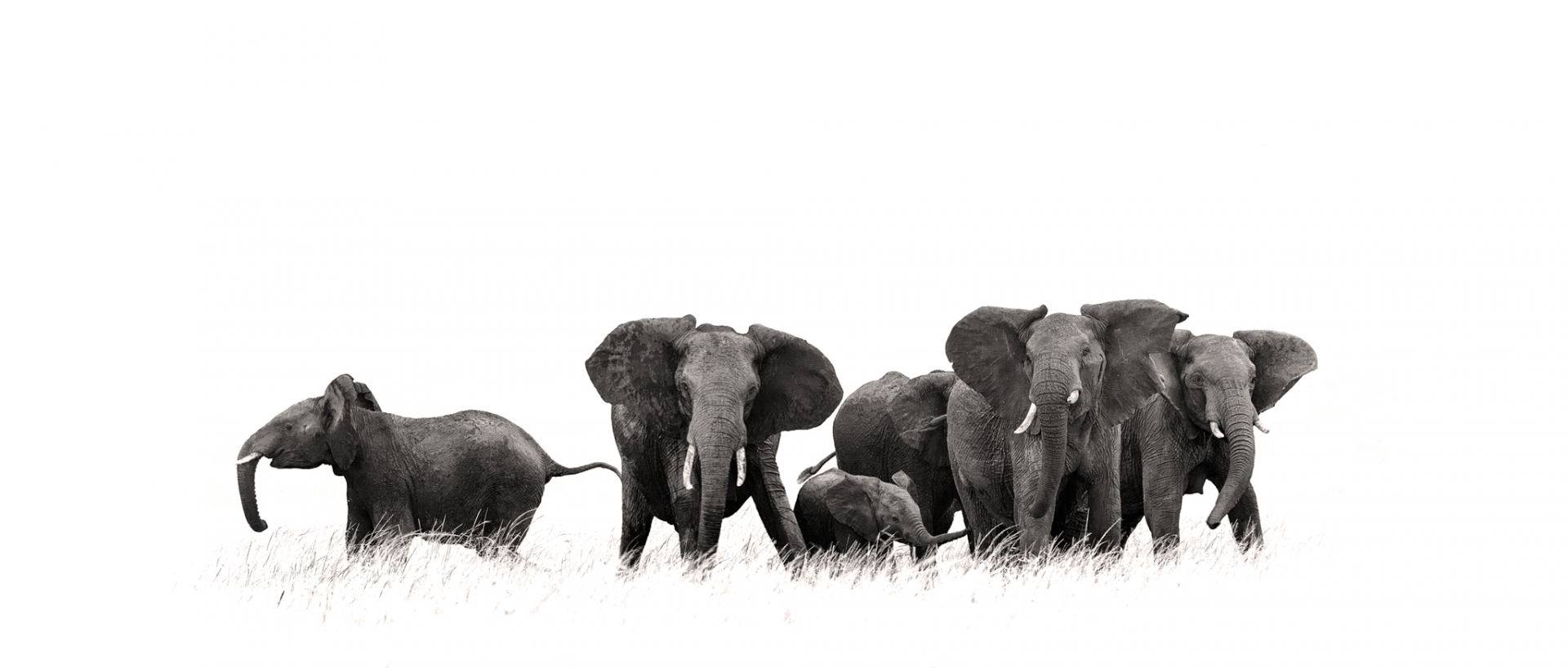 African Elephant Herd