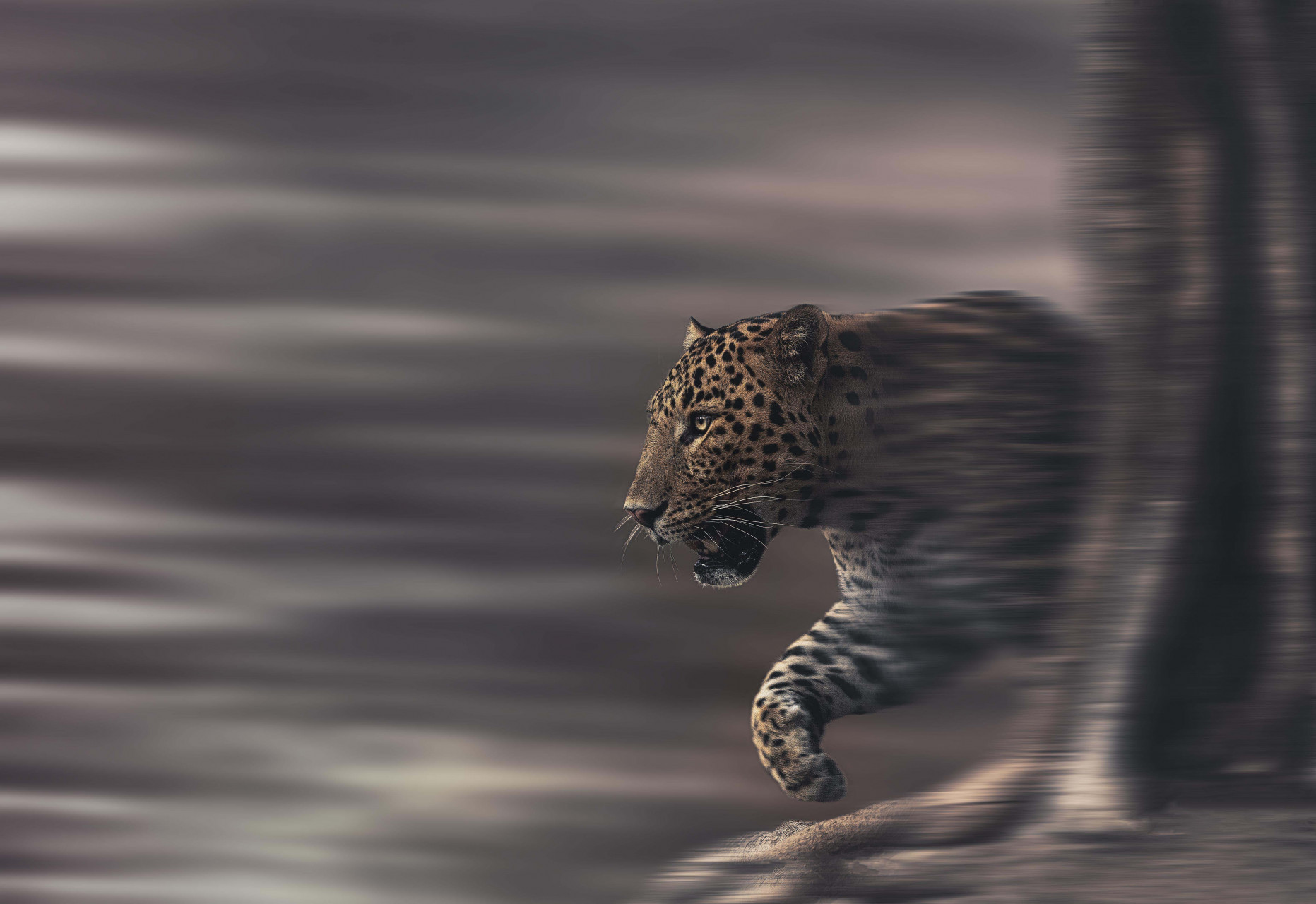 Leopard on move