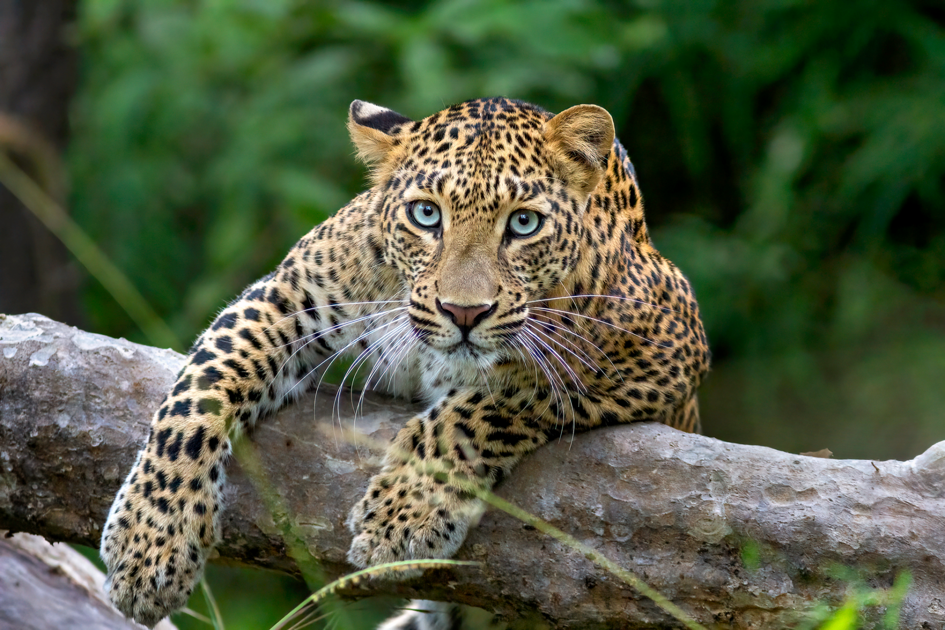 Leopard on log