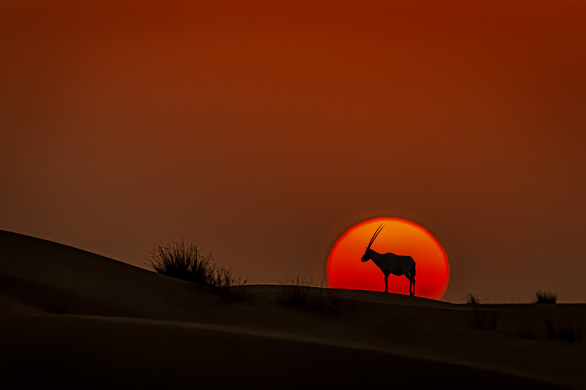 Oryx at Sunset