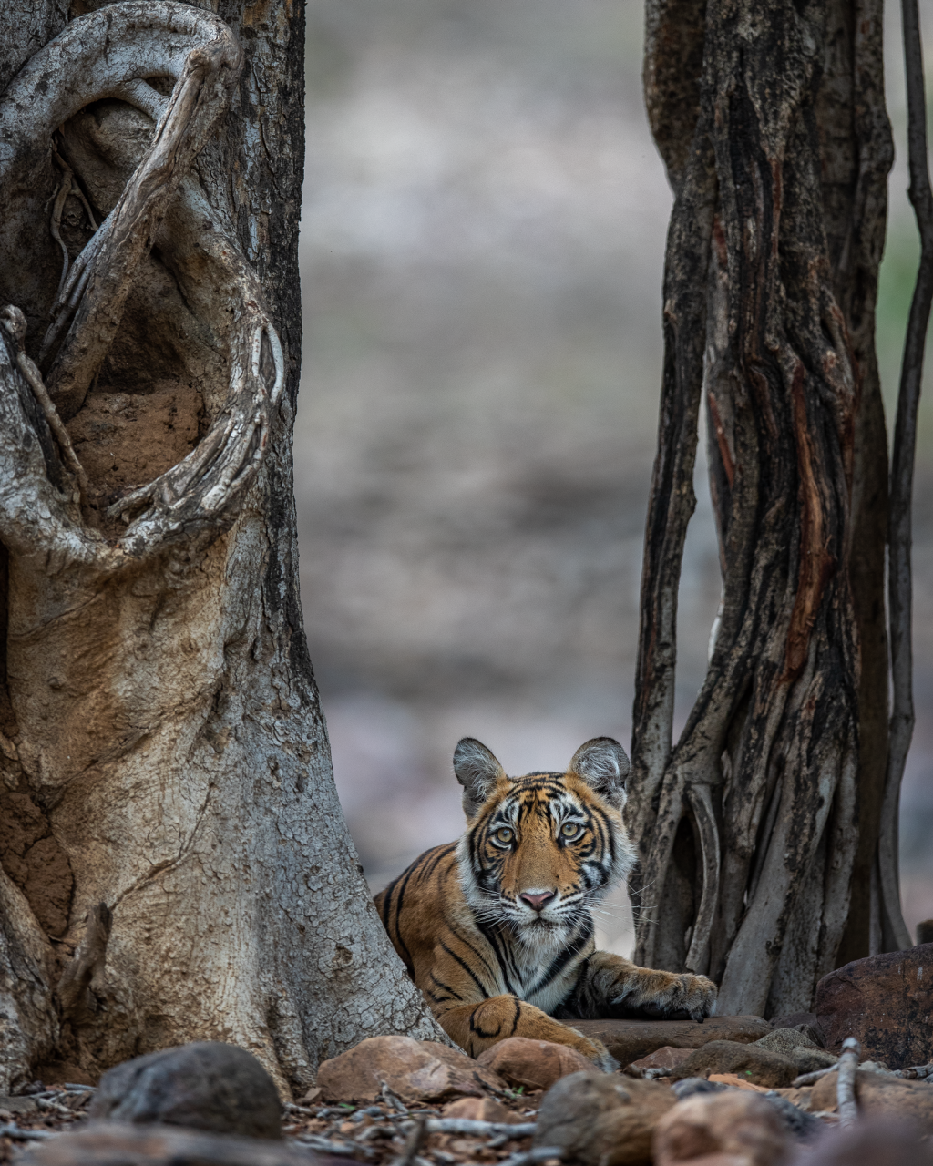 Tiger under tree