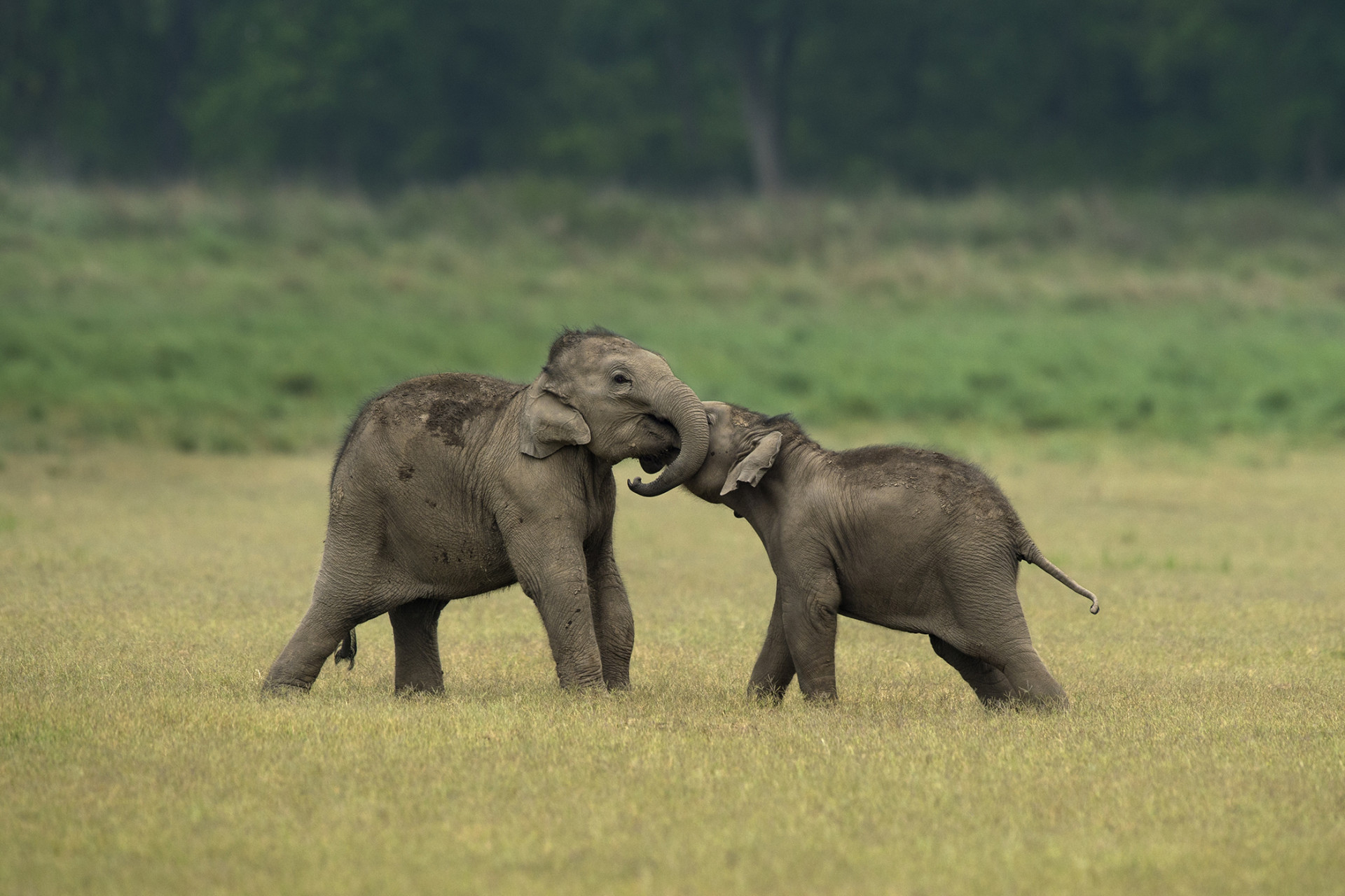 Young elephants at play