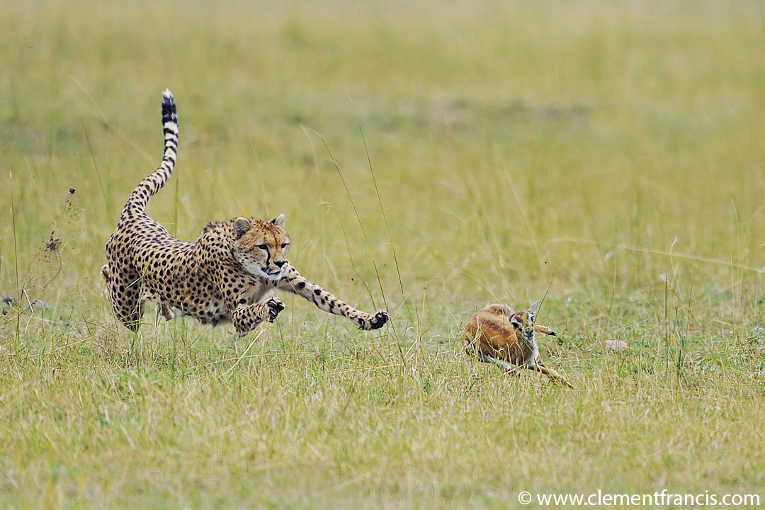 Cheetah chase