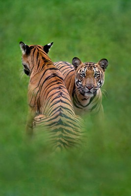 Tiger 2