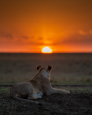 Lioness at sunrise