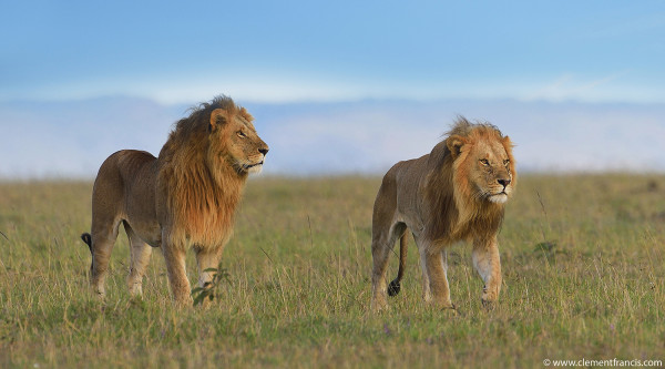 Lions males