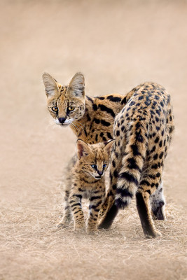 Serval cat with kitten