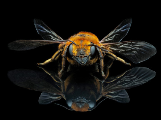 Leaf cutter bee