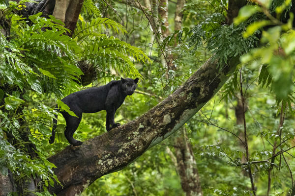 Black Panther on tree