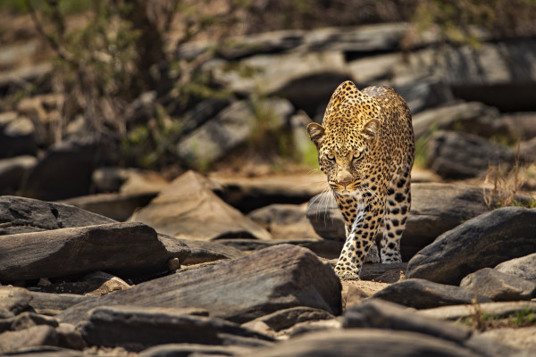 Leopard on Rocks