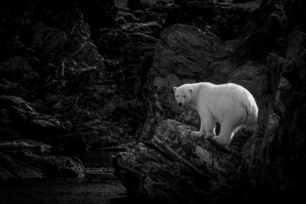 Polar Bear Backlit