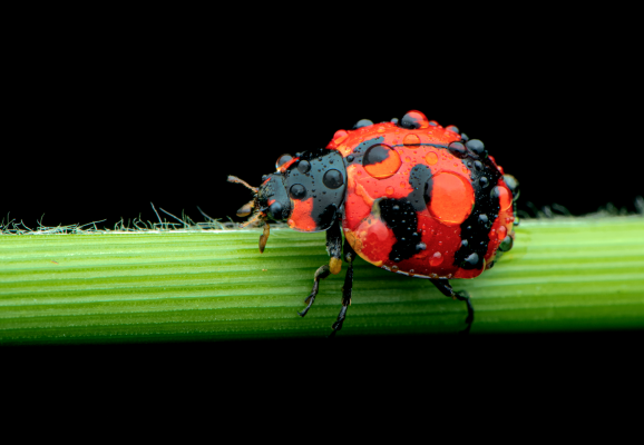Lady bird beetle