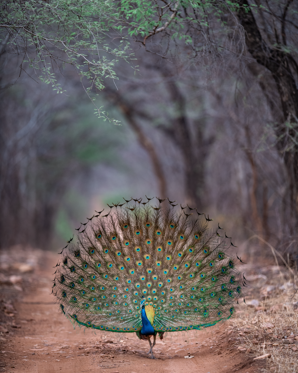 Dancing Peacock